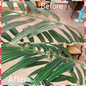 Deep Cleaning Plants